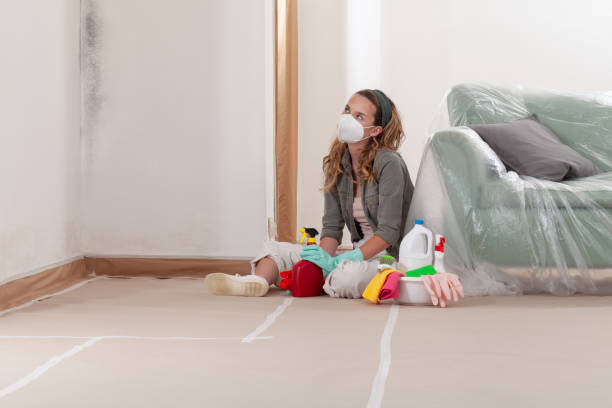 Reliable Basement Mold Remediation contractor in Carlisle, KY by 24 Hour Mold Removal